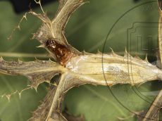 Пестрянка-весёлая_экзувий-куколки